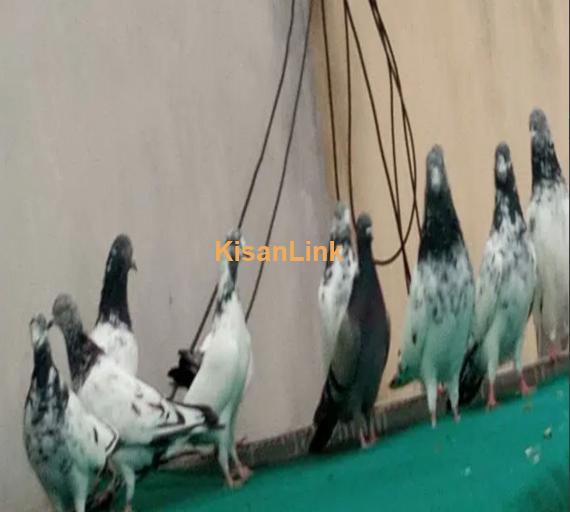 pigeons mix for Sale 1000 per piece