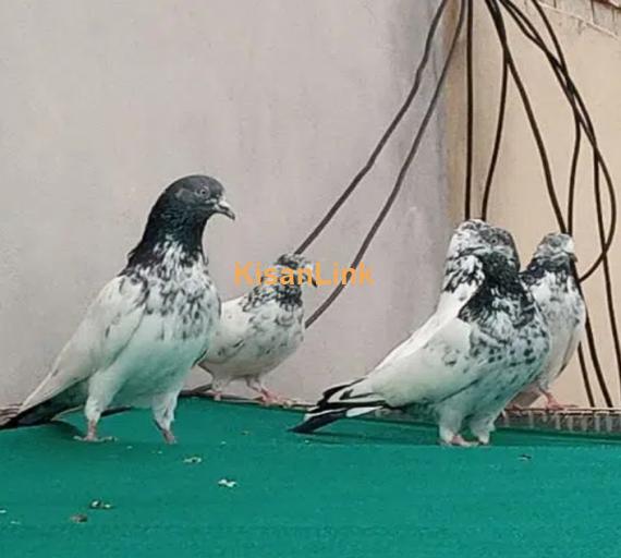 pigeons mix for Sale 1000 per piece