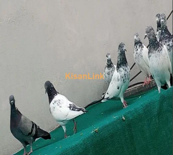 pigeons mix for Sale 1000 per piece