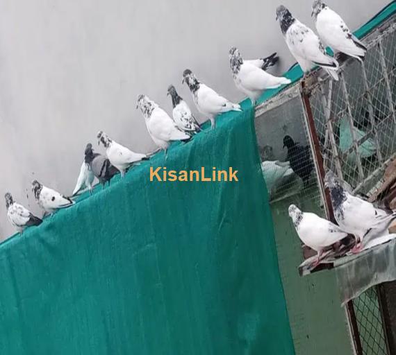 pigeons mix for Sale 1000 per piece