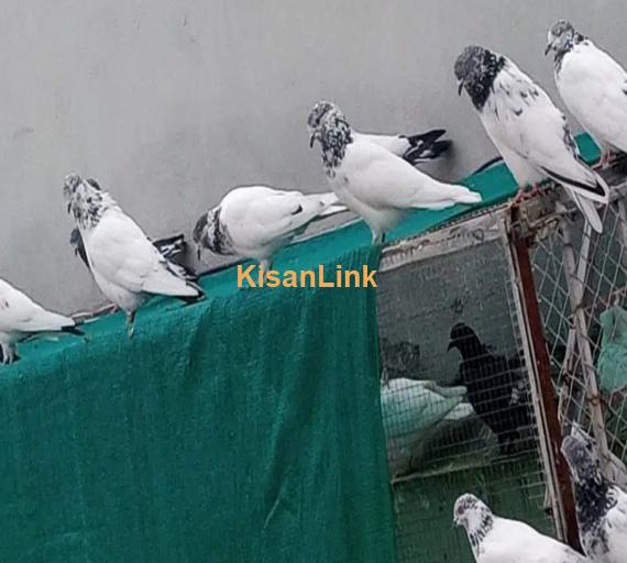 pigeons mix for Sale 1000 per piece