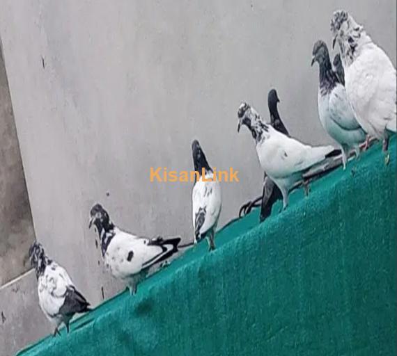 pigeons mix for Sale 1000 per piece