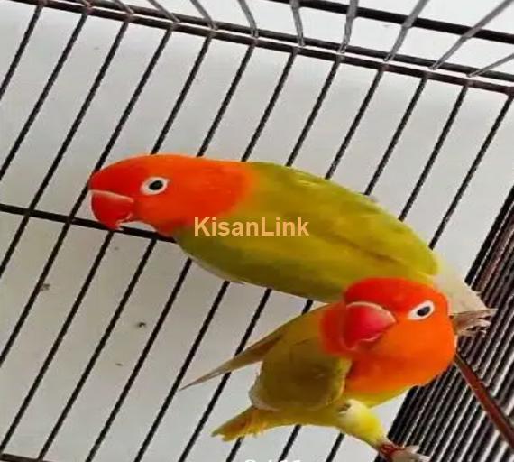 Green pastil Oplain pair available