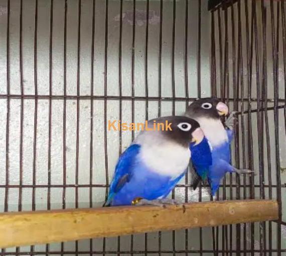 Blue mask love bird pair