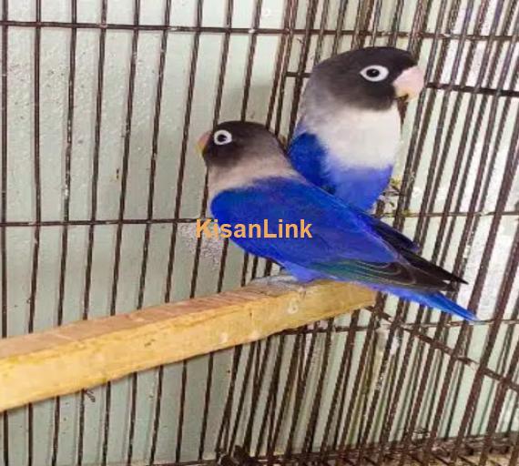 Blue mask love bird pair