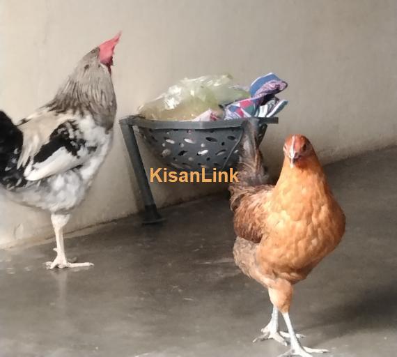 Desi Golden Misri Hens/pathi/ Murgi /pathay/Murge Rooster