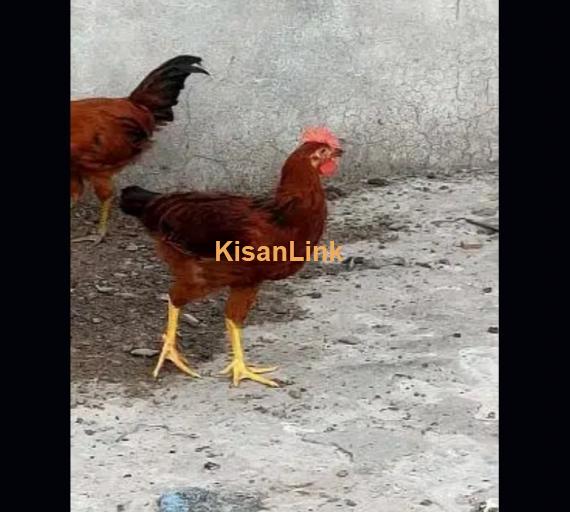 Desi Golden Misri Hens/pathi/ Murgi /pathay/Murge Rooster