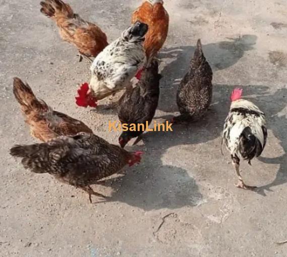 Desi Golden Misri Hens/pathi/ Murgi /pathay/Murge Rooster