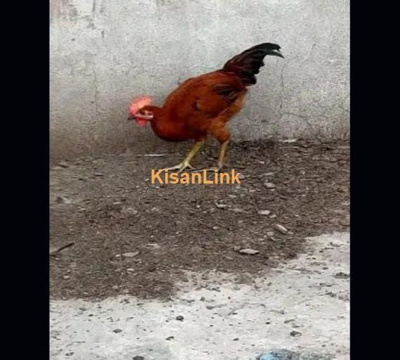 Desi Golden Misri Hens/pathi/ Murgi /pathay/Murge Rooster