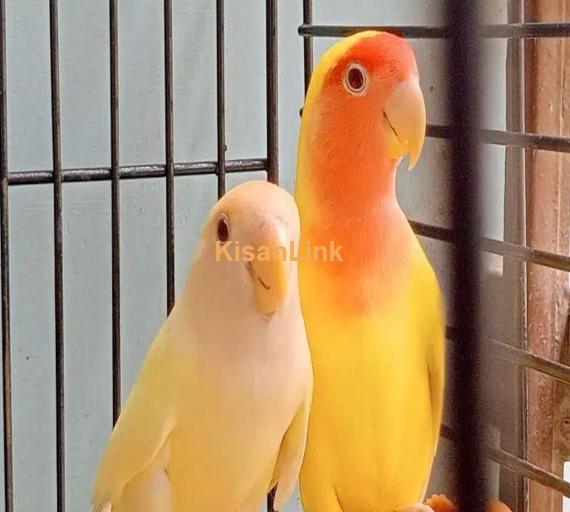 lutino love birds bereedar pair 3 pair hai 1 female hai