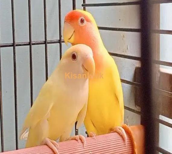 lutino love birds bereedar pair 3 pair hai 1 female hai