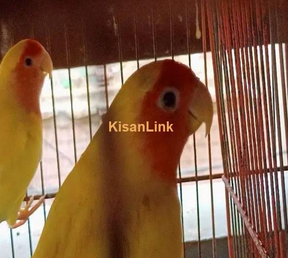 lutino love birds bereedar pair 3 pair hai 1 female hai