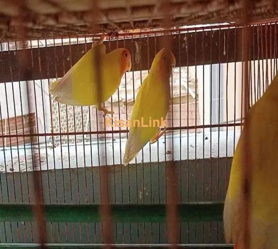 lutino love birds bereedar pair 3 pair hai 1 female hai