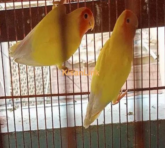 lutino love birds bereedar pair 3 pair hai 1 female hai