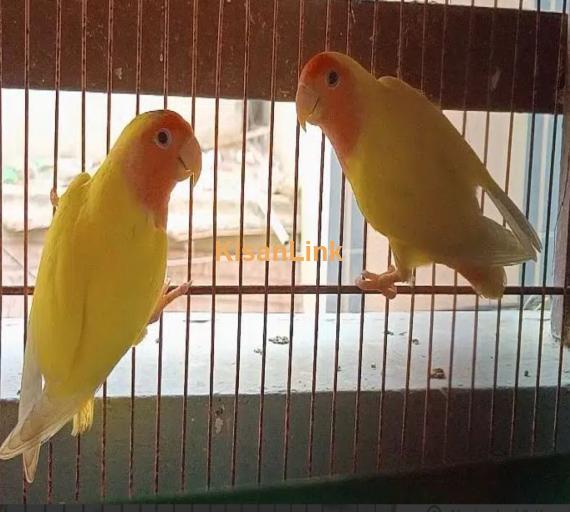 lutino love birds bereedar pair 3 pair hai 1 female hai