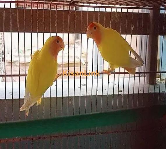 lutino love birds bereedar pair 3 pair hai 1 female hai