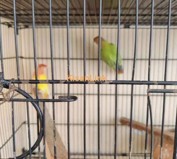 4 pairs of Love Birds with Proper 4 portion Cage and 2 breeding