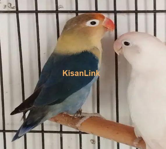 Love Birds Available Ready to breed Pair and Pieces