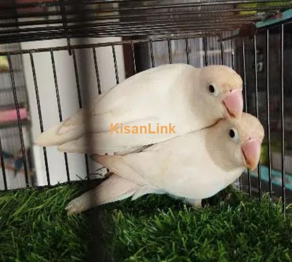 Love Birds Available Ready to breed Pair and Pieces