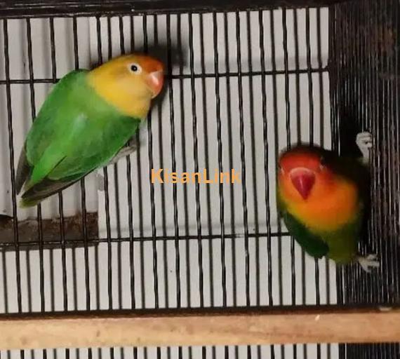 Love Birds Available Ready to breed Pair and Pieces