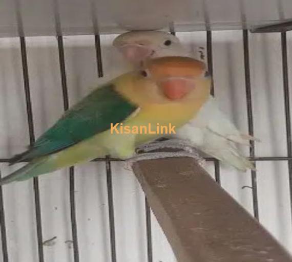 Love Birds Available Ready to breed Pair and Pieces