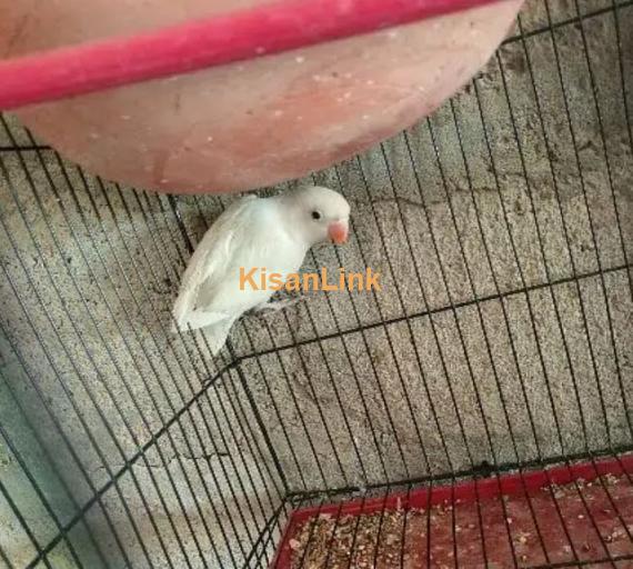 albino black eye split bossible red eye & love bird pair