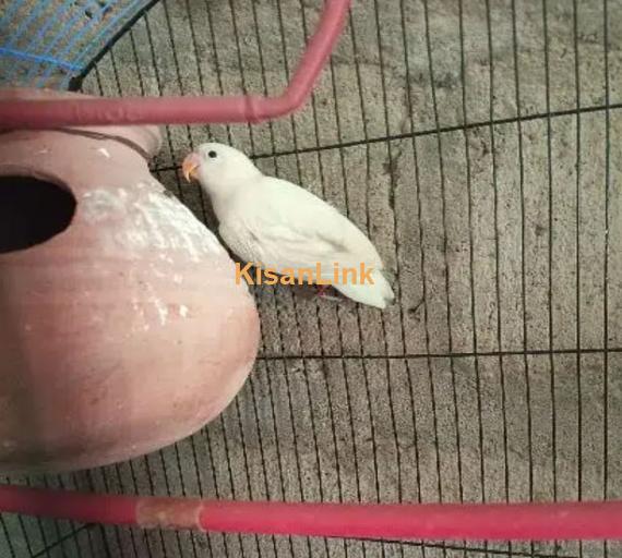 albino black eye split bossible red eye & love bird pair