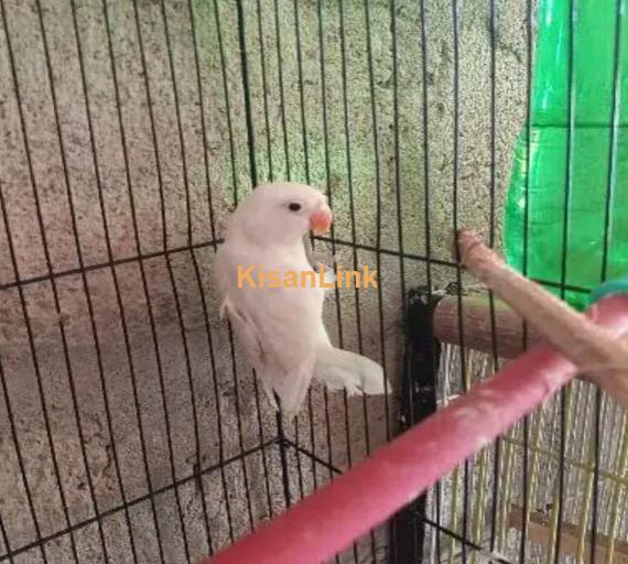 albino black eye split bossible red eye & love bird pair