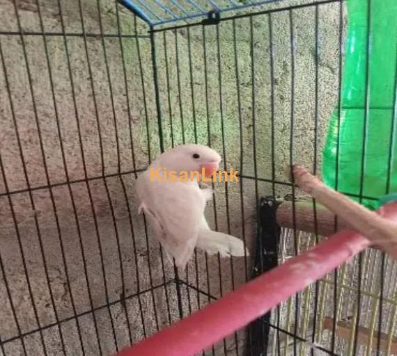 albino black eye split bossible red eye & love bird pair