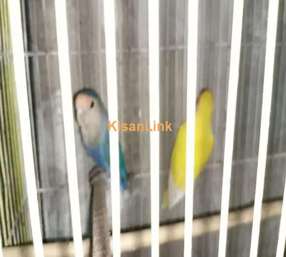 albino black eye split bossible red eye & love bird pair