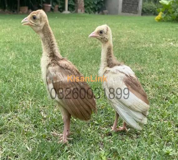 peacock Chicks Available for Sale | موروں کے بچے برائے فروخت