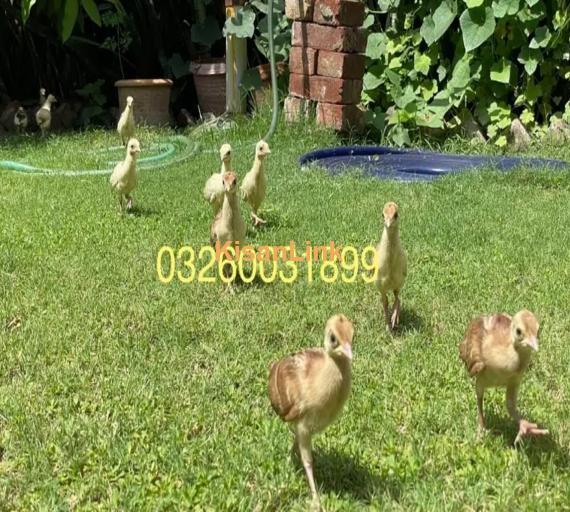 peacock Chicks Available for Sale | موروں کے بچے برائے فروخت