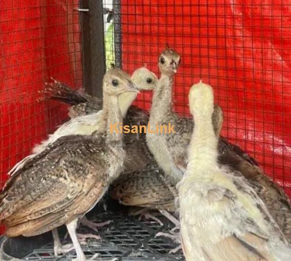 peacock Chicks Available for Sale | موروں کے بچے برائے فروخت