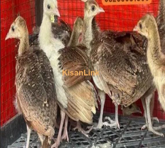 peacock Chicks Available for Sale | موروں کے بچے برائے فروخت