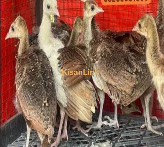 peacock Chicks Available for Sale | موروں کے بچے برائے فروخت