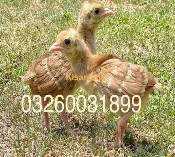 peacock Chicks Available for Sale | موروں کے بچے برائے فروخت