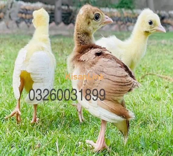 peacock Chicks Available for Sale | موروں کے بچے برائے فروخت