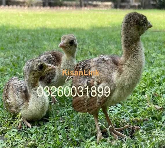 peacock Chicks Available for Sale | موروں کے بچے برائے فروخت