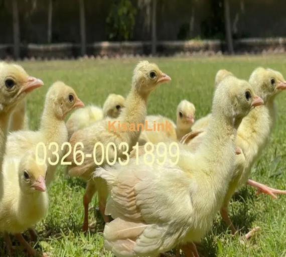 peacock Chicks Available for Sale | موروں کے بچے برائے فروخت