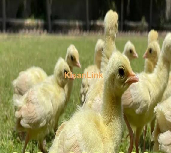 peacock Chicks Available for Sale | موروں کے بچے برائے فروخت