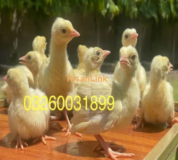 peacock Chicks Available for Sale | موروں کے بچے برائے فروخت