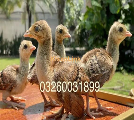 peacock Chicks Available for Sale | موروں کے بچے برائے فروخت