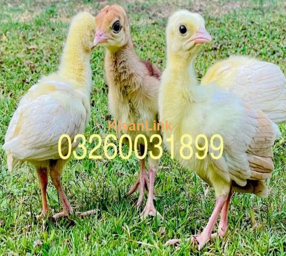 peacock Chicks Available for Sale | موروں کے بچے برائے فروخت