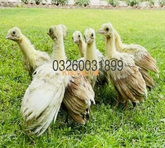 peacock Chicks Available for Sale | موروں کے بچے برائے فروخت