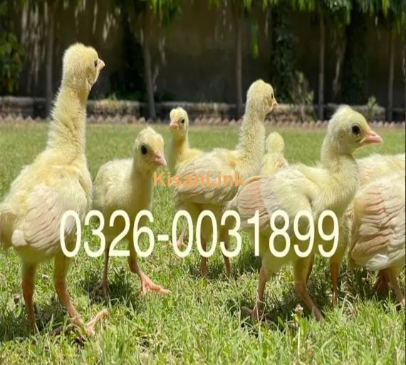 peacock Chicks Available for Sale | موروں کے بچے برائے فروخت