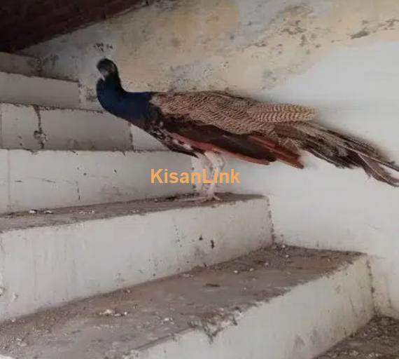 Blue shoulder male Peacock