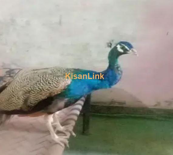 Bule shoulder peacocks