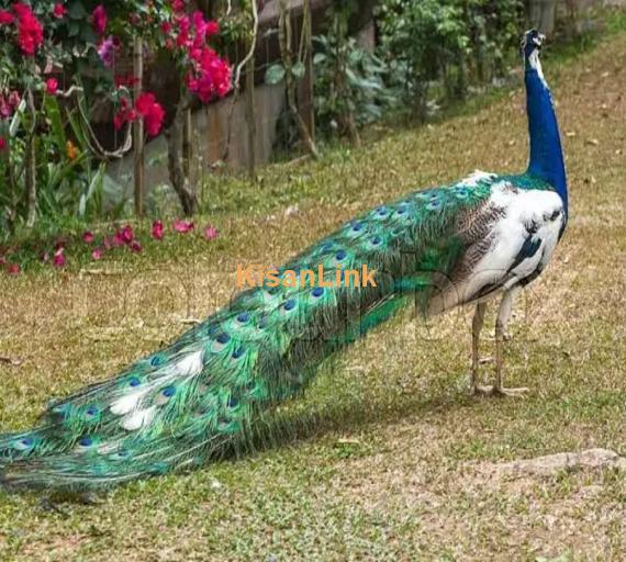 Peacock feathers of my own birds