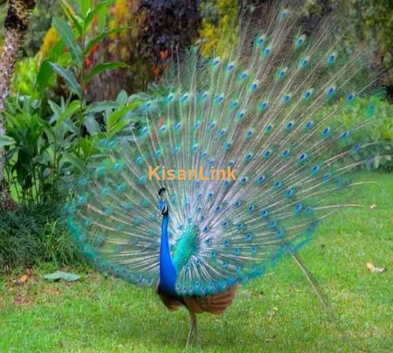 Peacock feathers of my own birds