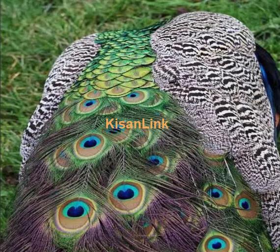 Peacock feathers of my own birds